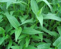 coco peat