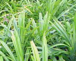 coco peat