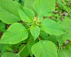 coco peat